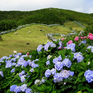 Insel Terceira und Flöres 126.jpg