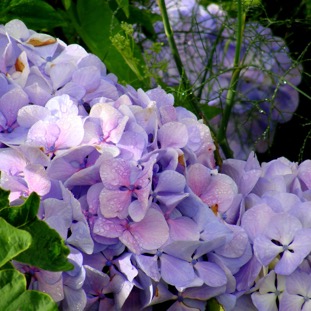 DSC00780.jpg
